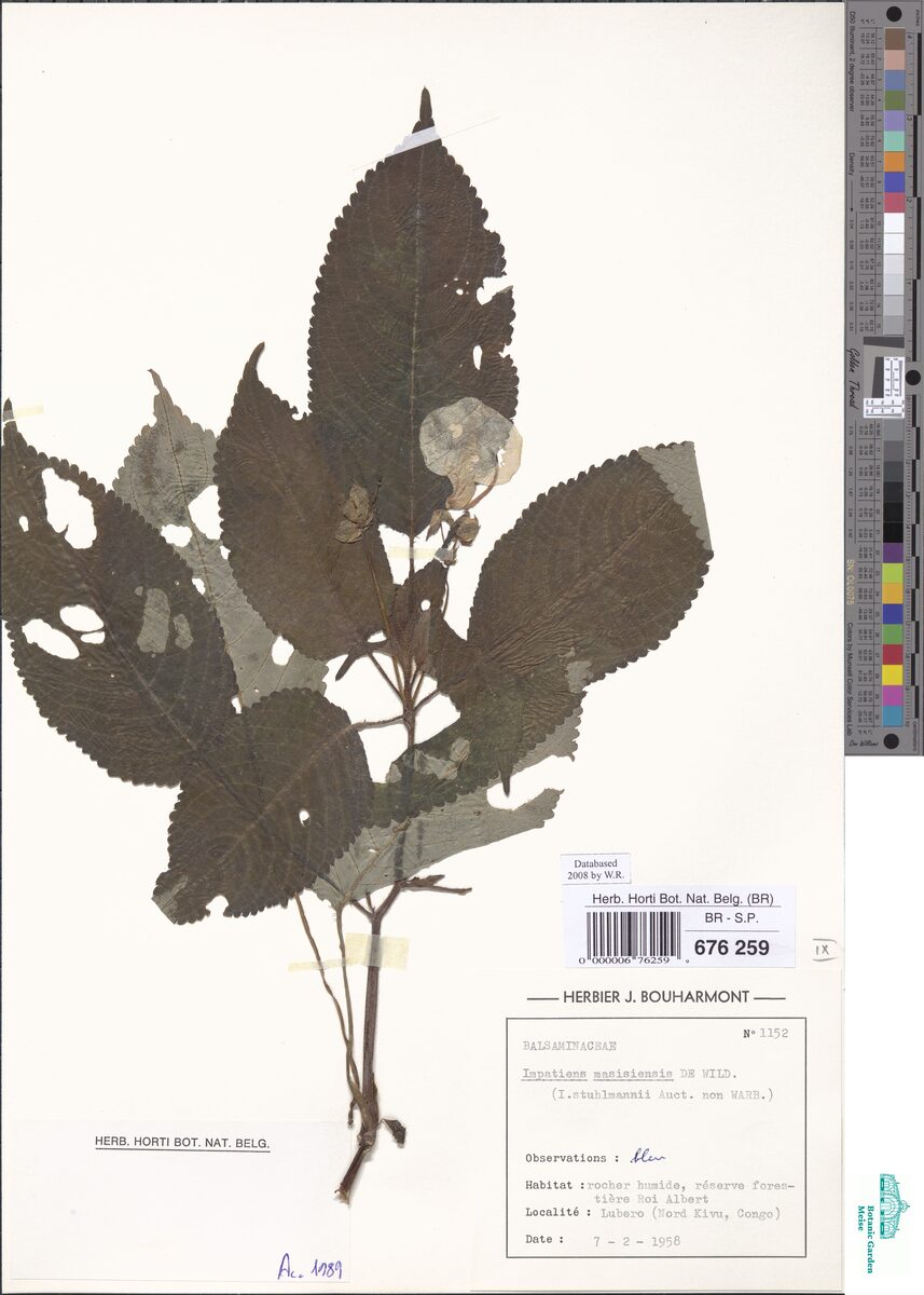 Impatiens masisiensis — photo