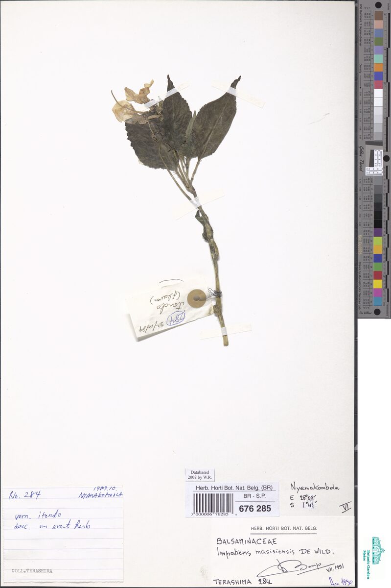 Impatiens masisiensis