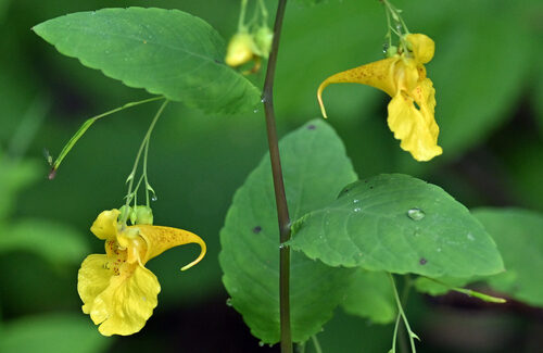 Impatiens noli-tangere (Touch-Me-Not) — photo