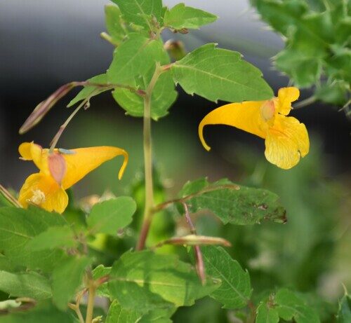 Impatiens noli-tangere (Touch-Me-Not) — photo