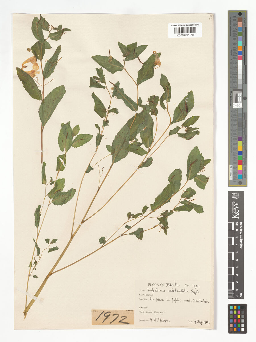 Impatiens occidentalis — photo