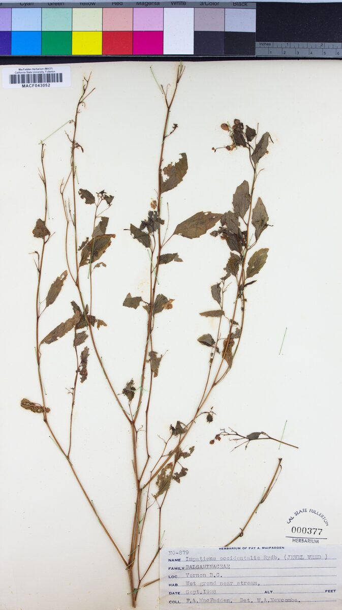 Impatiens occidentalis — photo