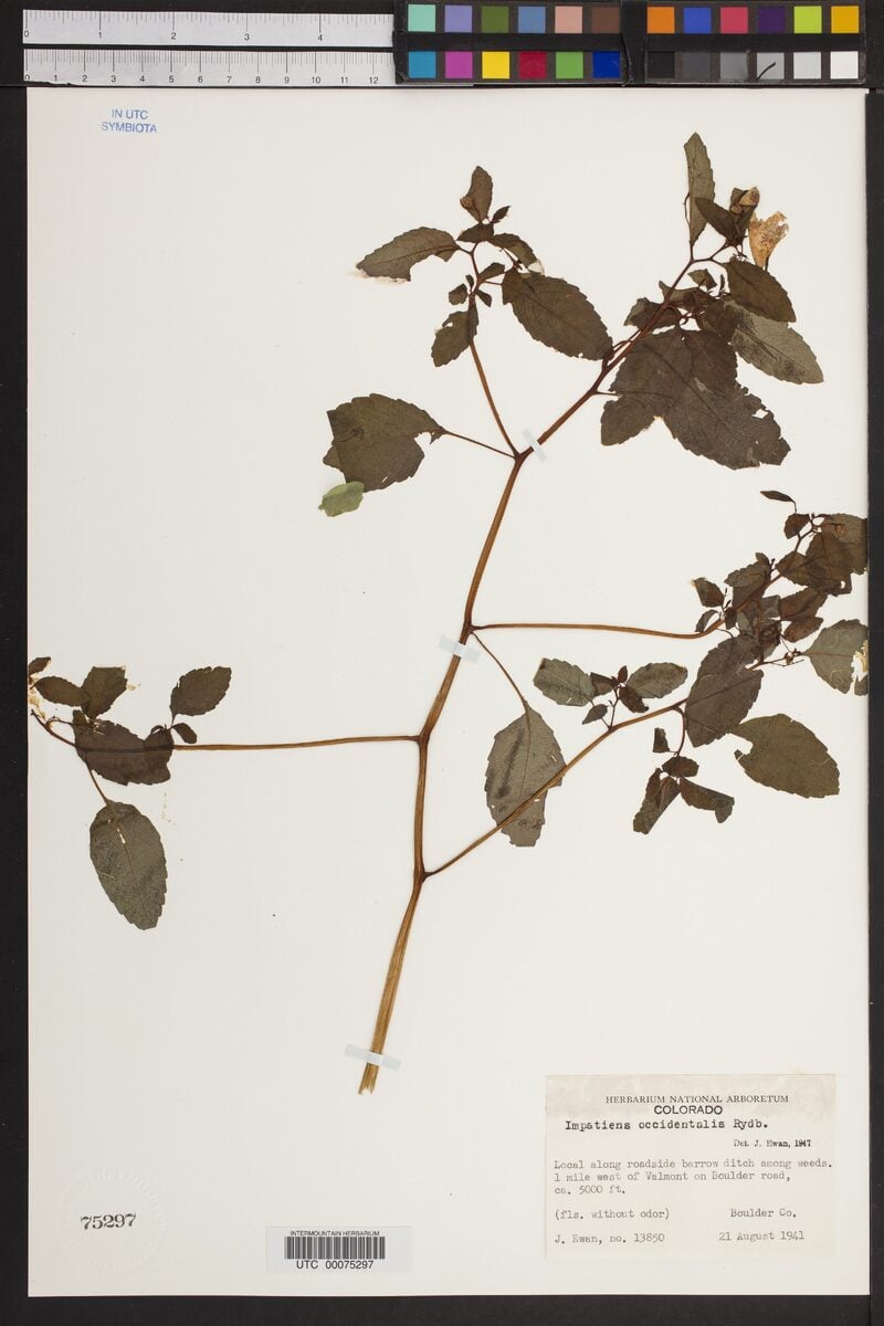 Impatiens occidentalis