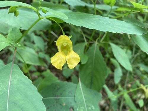 Impatiens pallida (Pale Jewelweed) — photo