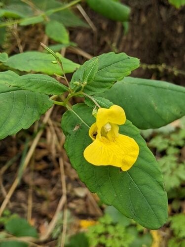 Impatiens pallida (Pale Jewelweed) — photo