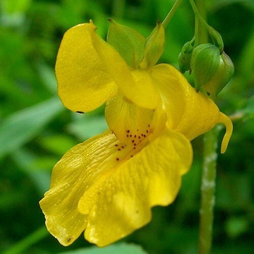Impatiens pallida