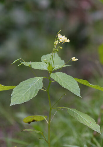 Impatiens parviflora (Smallflower touchmenot) — photo