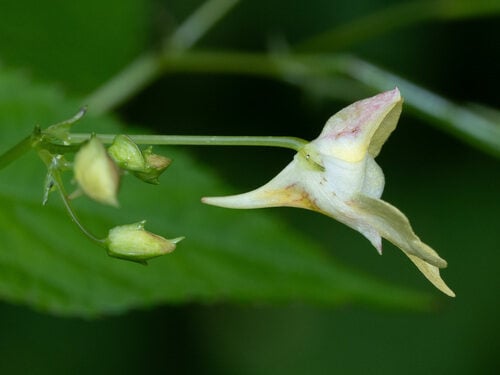 Impatiens parviflora (Smallflower touchmenot) — photo