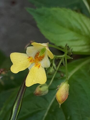 Impatiens parviflora