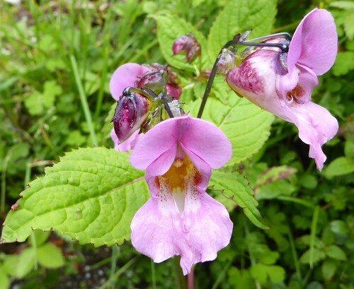 Impatiens sulcata — photo