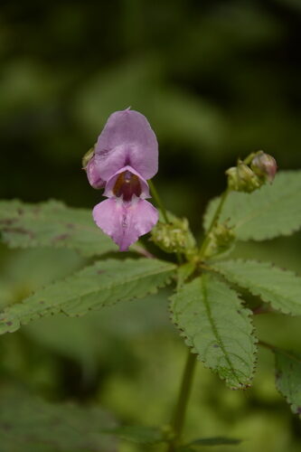 Impatiens sulcata