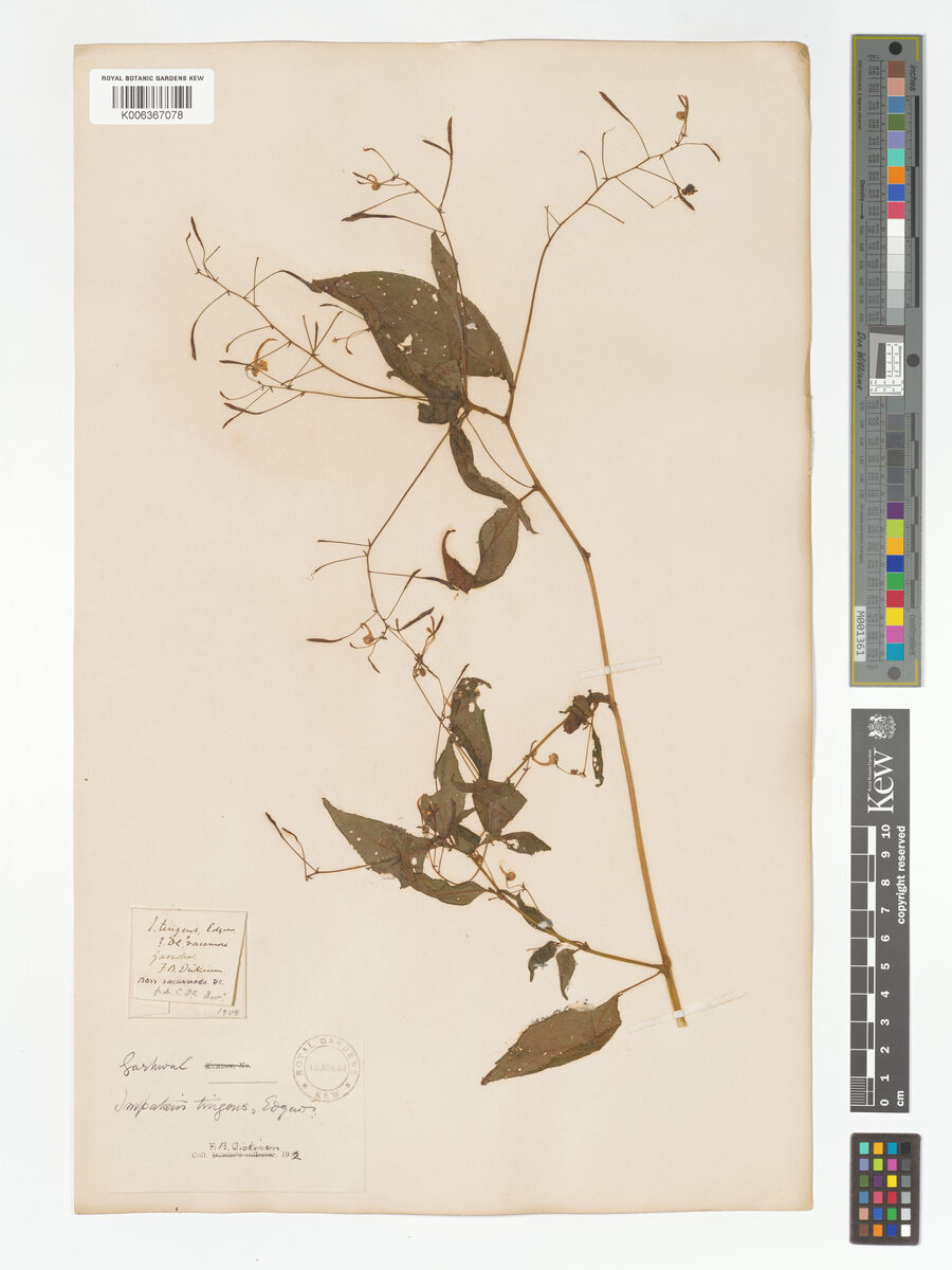 Impatiens tingens