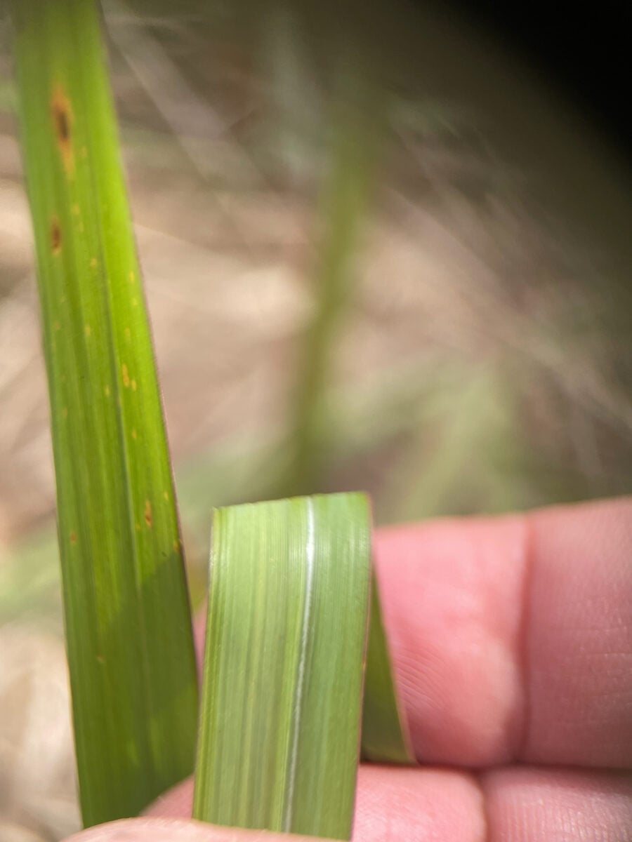 Imperata cylindrica - (L.)Raeusch. (Cogongrass) — photo