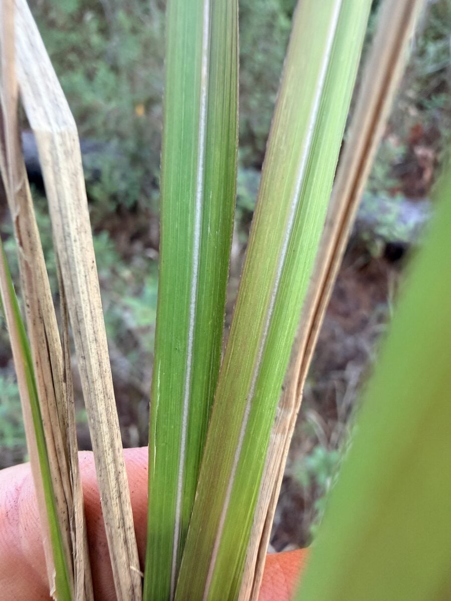 Imperata cylindrica - (L.)Raeusch. (Cogongrass) — photo