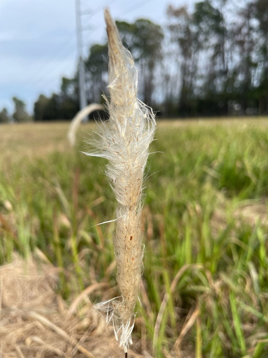 Imperata cylindrica - (L.)Raeusch.