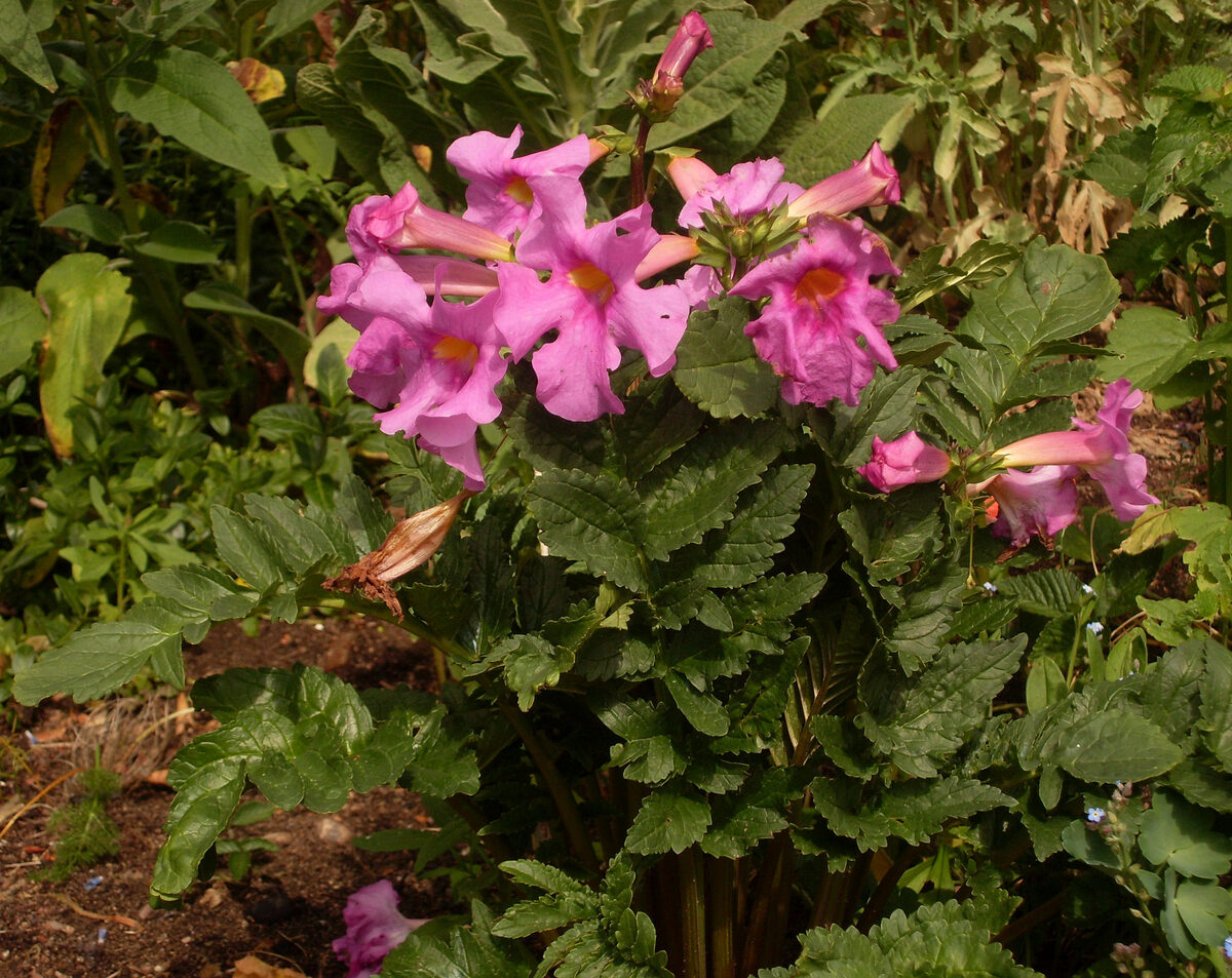 Incarvillea delavayi (Hardy Gloxinia) — photo