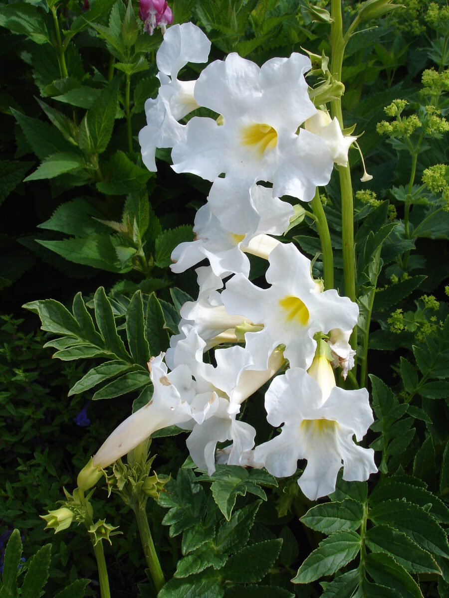 Incarvillea delavayi (Hardy Gloxinia) — photo