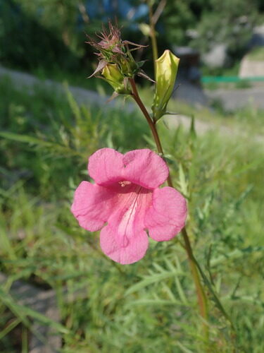 Incarvillea sinensis