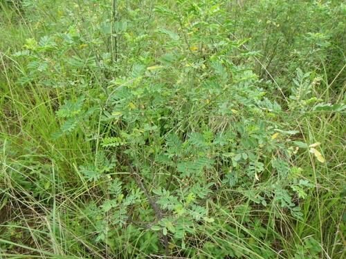 Indigofera arrecta (Bengal Indigo) — photo