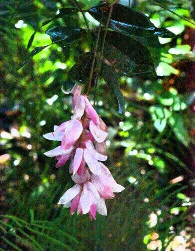 Indigofera decora (Chinese indigo) — photo