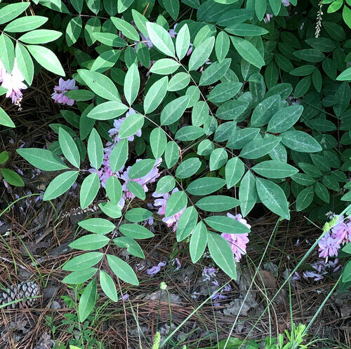Indigofera decora (Chinese indigo) — photo