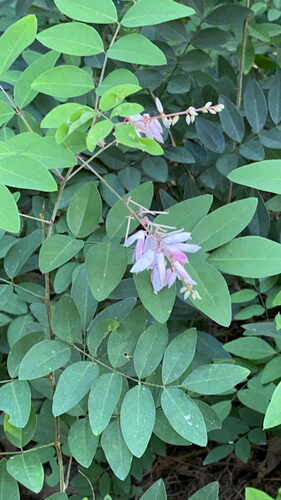 Indigofera decora