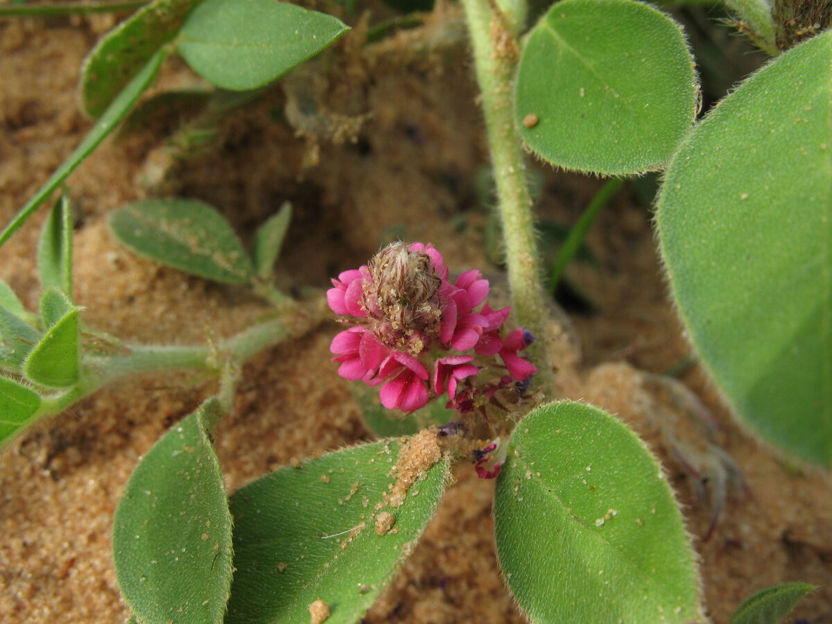 Indigofera diphylla — photo