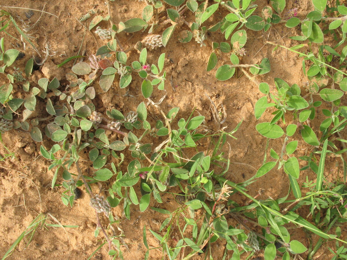 Indigofera diphylla — photo