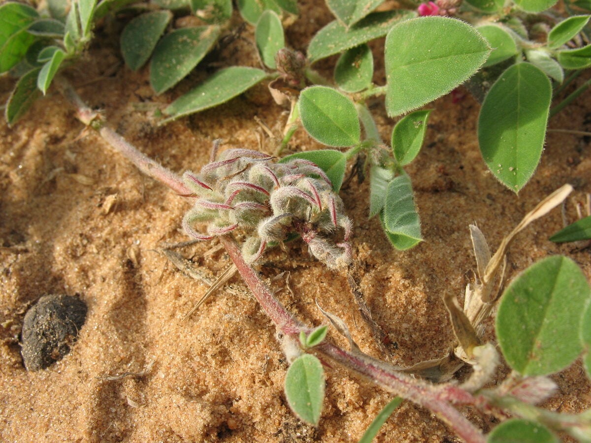 Indigofera diphylla