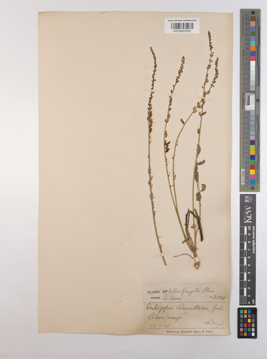 Indigofera hamiltonii — photo
