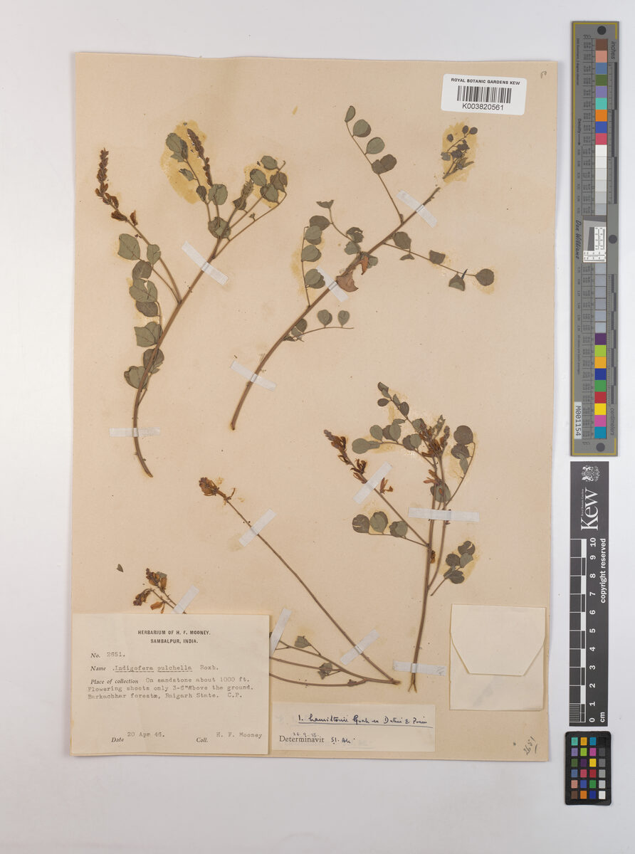 Indigofera hamiltonii — photo
