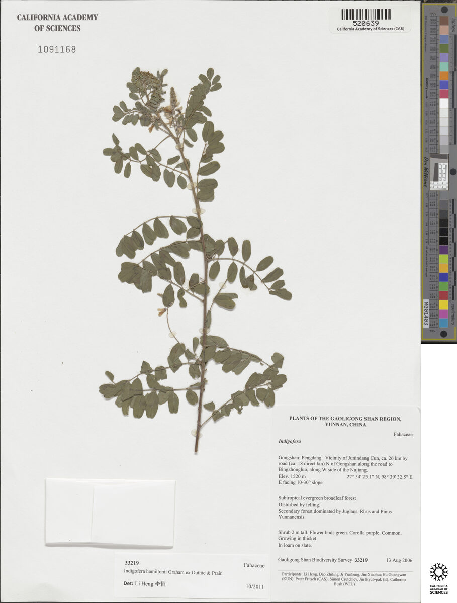 Indigofera hamiltonii