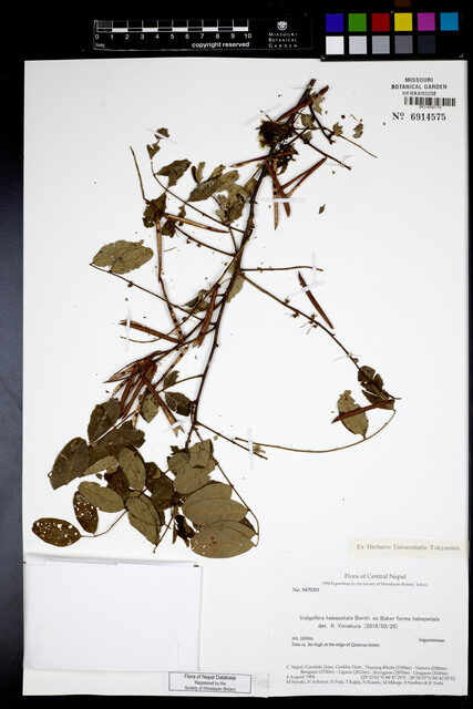 Indigofera hebepetala