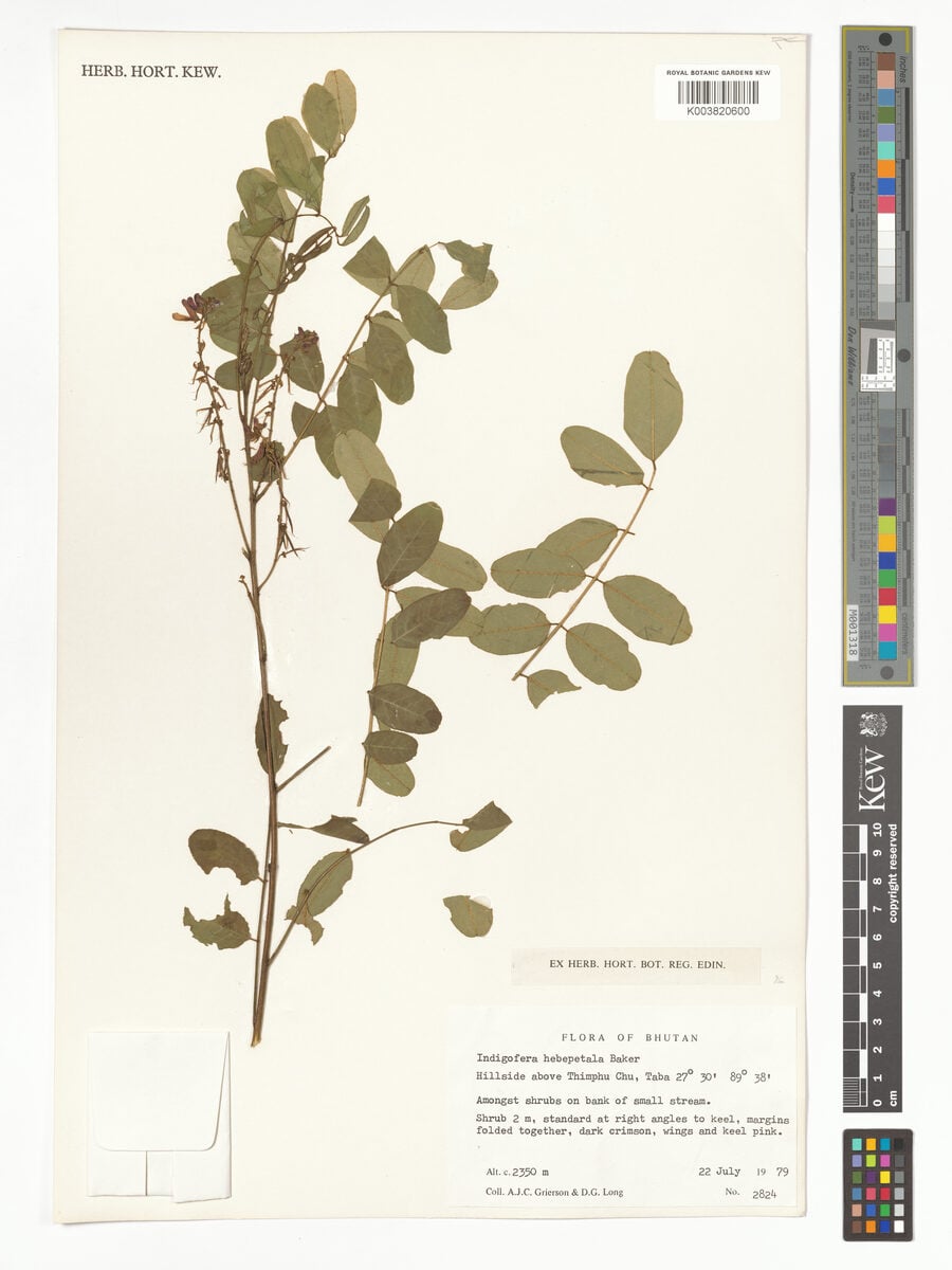 Indigofera hebepetala — photo