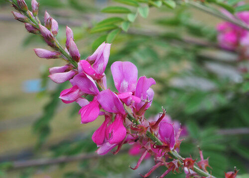 Indigofera heterantha (Indigo Bush) — photo