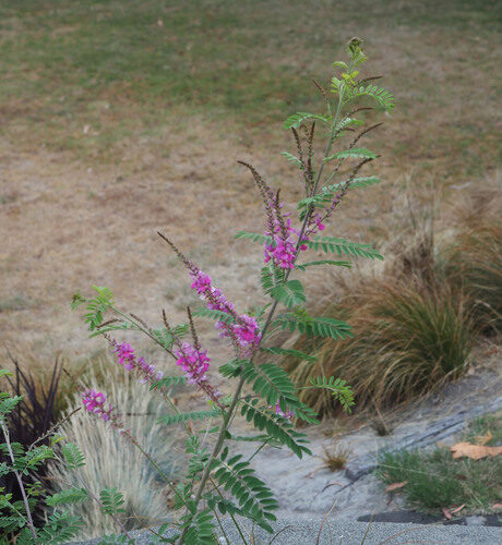 Indigofera heterantha