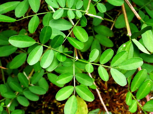 Indigofera pseudotinctoria (Indigo) — photo