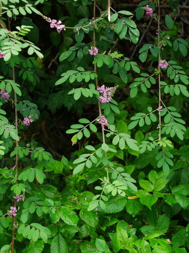 Indigofera pseudotinctoria (Indigo) — photo