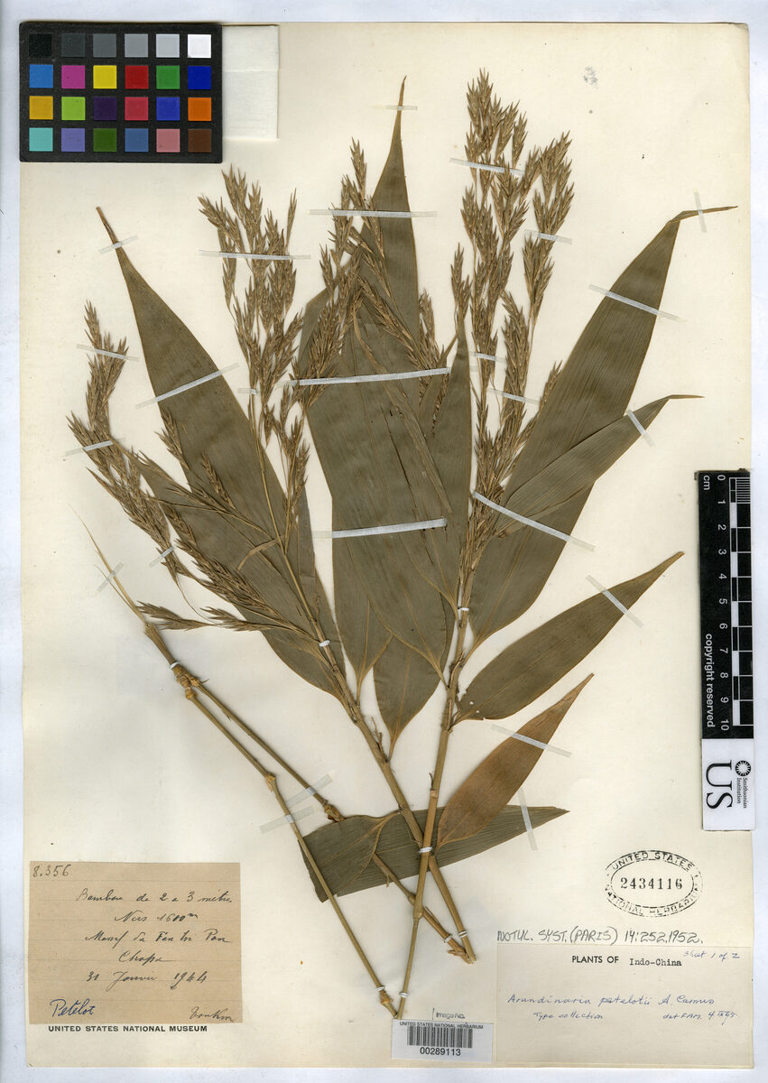 Indocalamus petelotii — photo