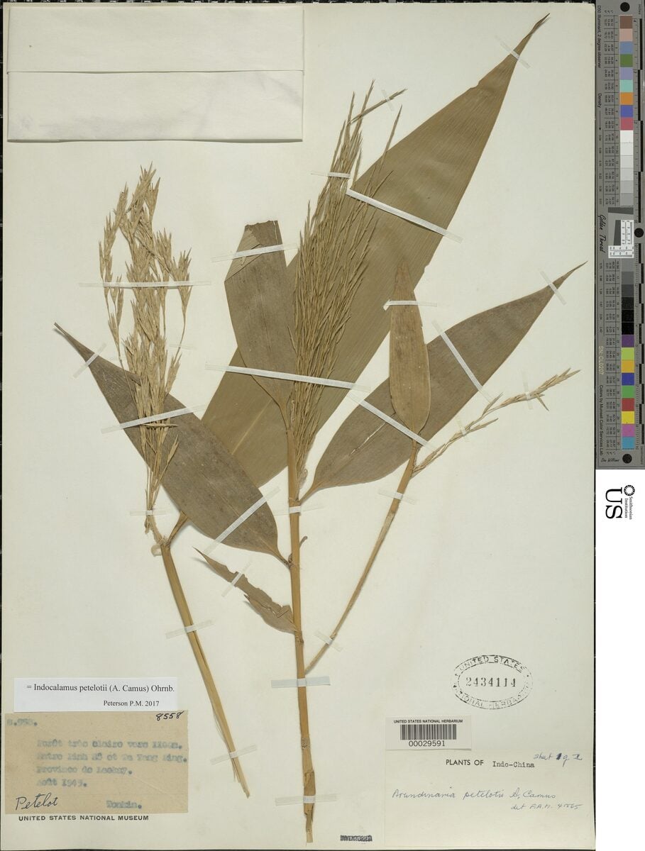 Indocalamus petelotii — photo