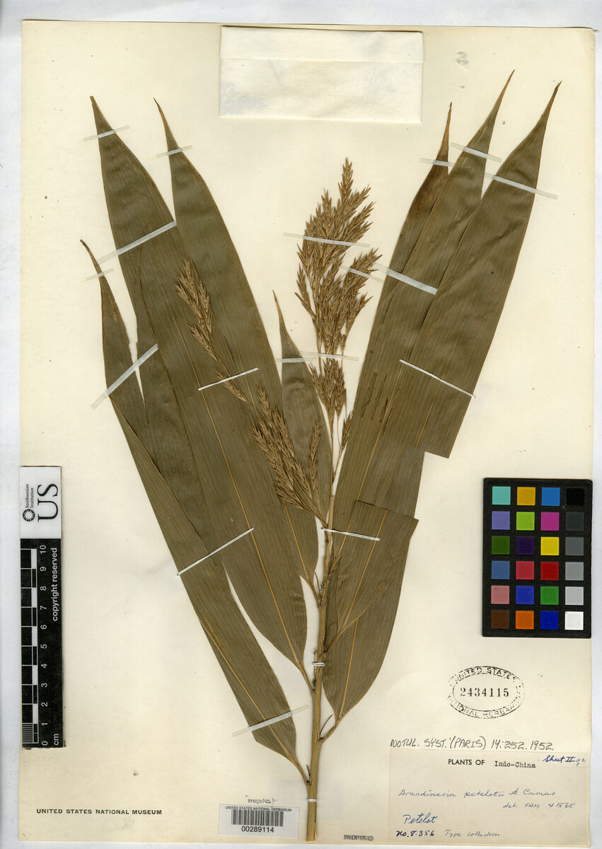 Indocalamus petelotii