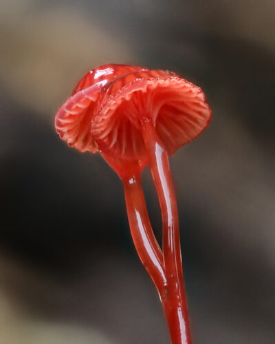 Inga acreana (Sampi) — photo