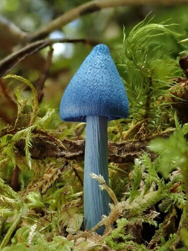 Inga acreana (Sampi) — photo