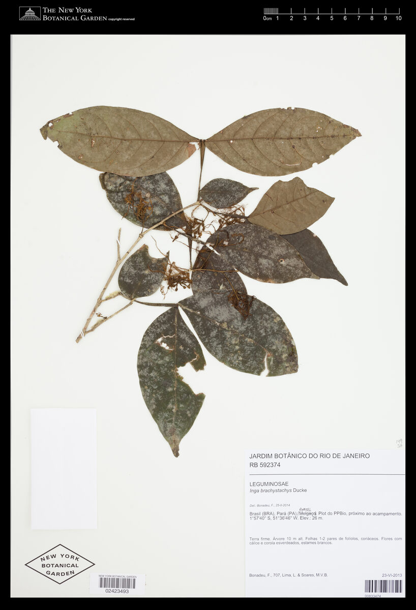 Inga brachystachys (Shortspike inga) — photo