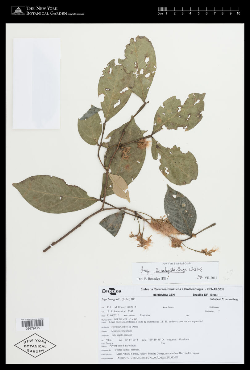 Inga brachystachys (Shortspike inga) — photo