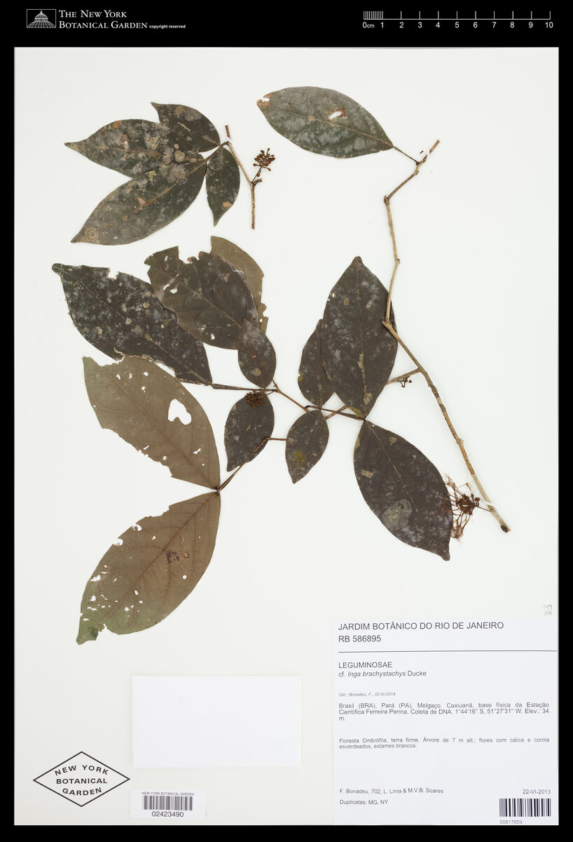 Inga brachystachys