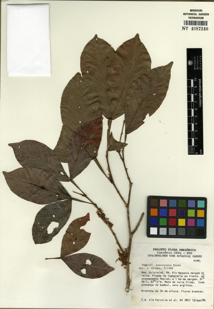 Inga brevialata — photo