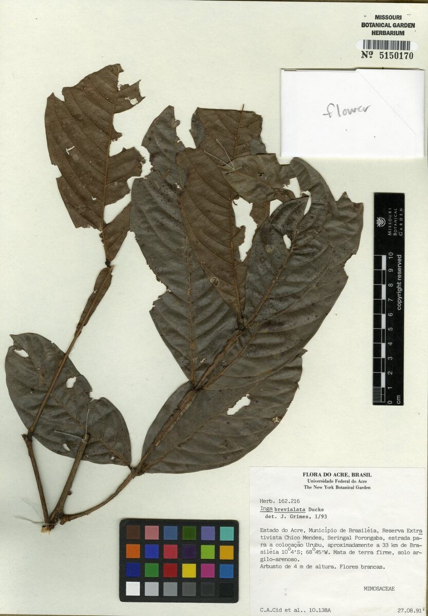 Inga brevialata