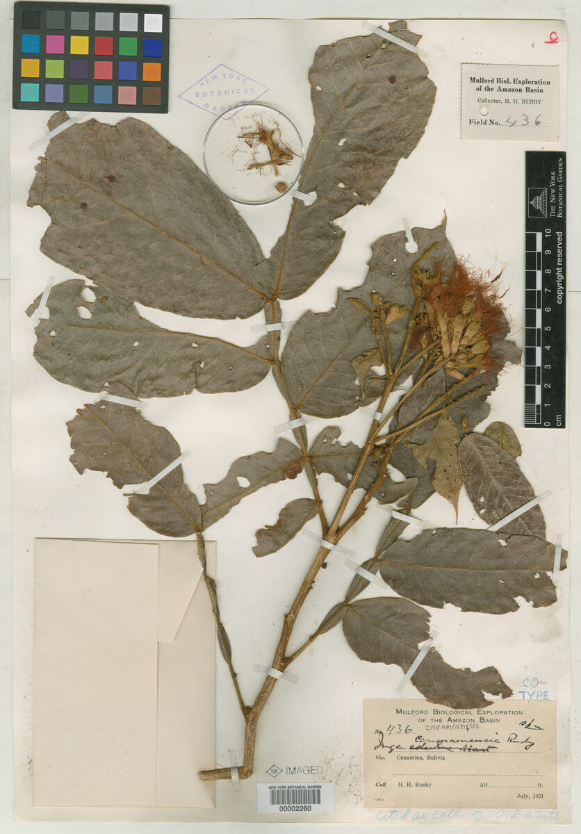 Inga canaminensis (Canamina inga) — photo