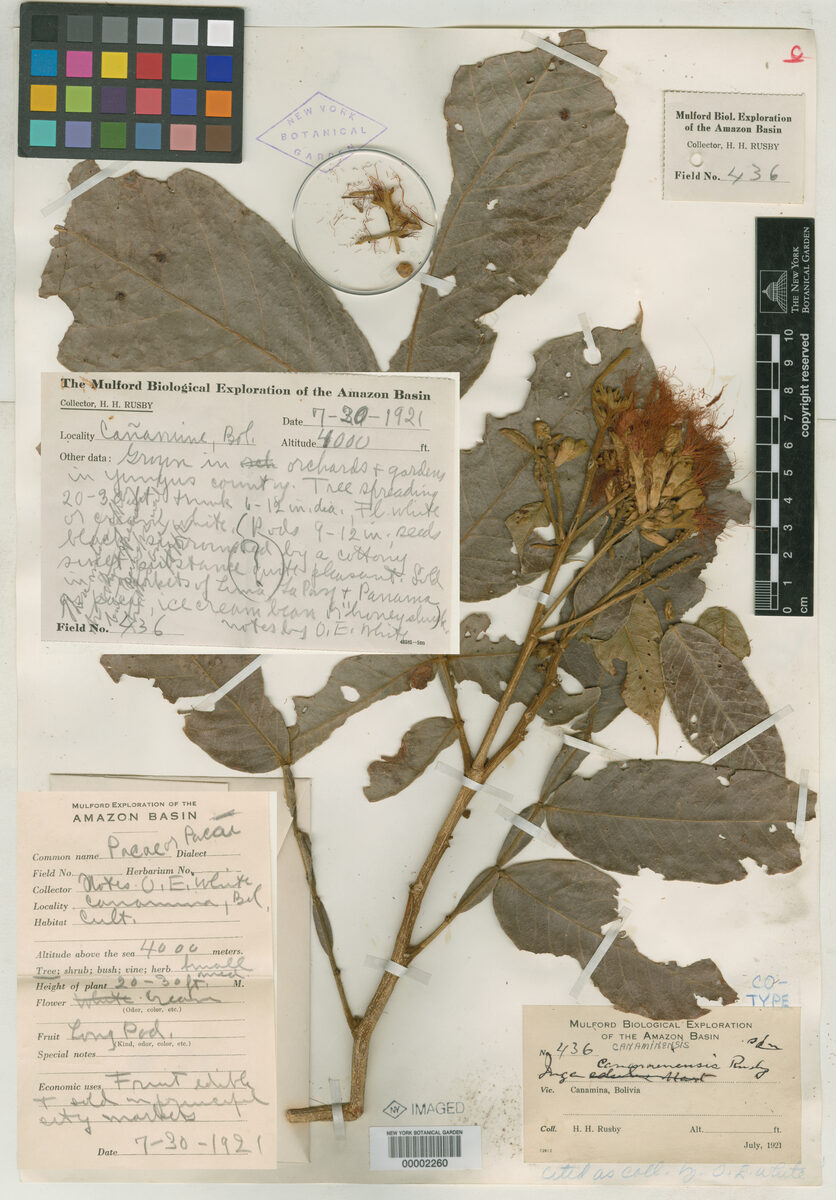 Inga canaminensis (Canamina inga) — photo